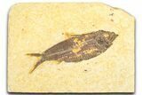Detailed Fossil Fish (Knightia) - Wyoming #360714-1